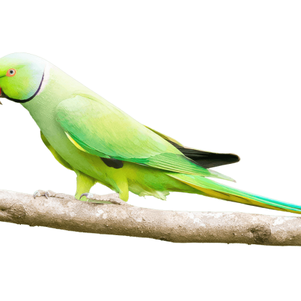خرید طوطی ملنگو