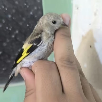 جوجه سهره ،کا بهزاد(موجود در فروشگاه)
